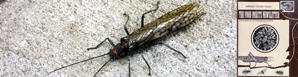 Banner: Insect with FINL.