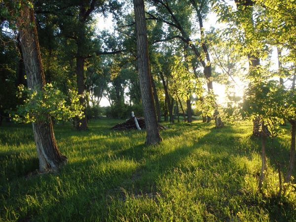 Sunny woodland morning along the Tongue River.