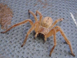 Tarantula spider crawls out of my shorts.