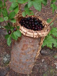 Bark basket full of huckelberries.