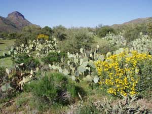 Green desert with flowers and cactus.