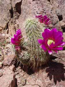 Cactus in bloom.