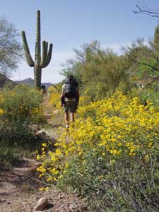 Hiking among saguaro cactus.