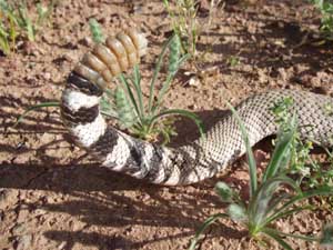 Rattle snake rattles.