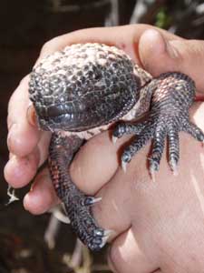 Holding a Gila Monster.