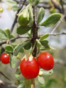 Berries found on walkabout.