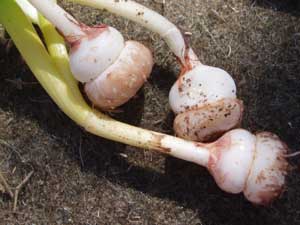 Foraging brodiea bulbs.