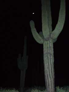 Saguaro cactus at night.