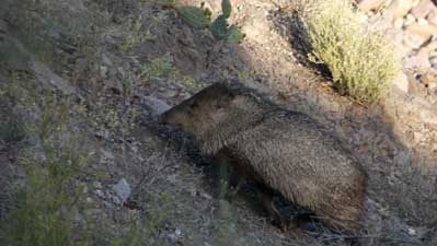 Javelina.