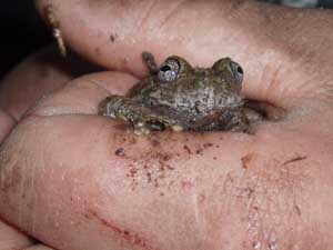 Frog caught in muddy watering hole.