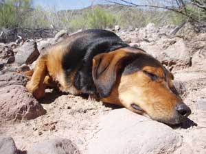 Dog named Mud resting.