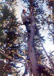 Climbing tree for squirrel pine nut cache.