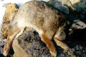 Cottontail rabbit killed with rock.