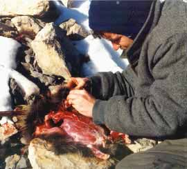 Skinning a porcupine.