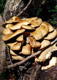 Mushrooms on a tree.