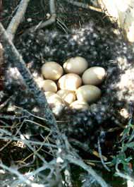 Eggs in duck nest.