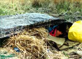 Straw bed insulation under tarp.