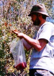 Harvesting buffaloberries.