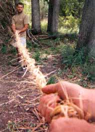 Clematis vine rope for backpack straps.