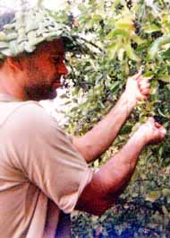 Harvesting berries.