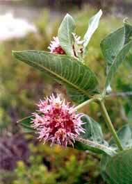 Flowering milkweed.