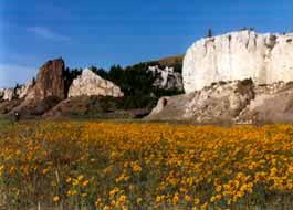 Field of yellow wild flowers near sandstone cliffs.