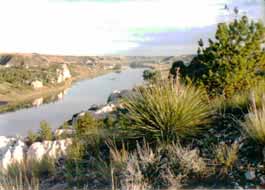 Over view of yucca plant and Missouri.