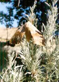 Moth in sage brush.