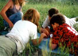 Playing cards in nature.