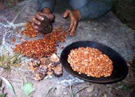 Shelling whitebark pine nuts.