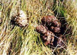 Bear scat.