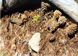 Whitebark pine cones.