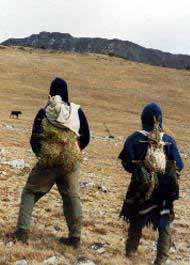 Hikers spotting a moose.