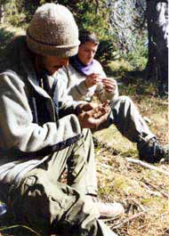 Opening pinecones for pine nuts.