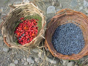 Twig baskets with harvested berries.