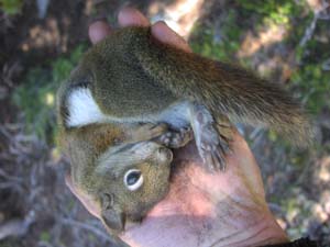 Squirrel hunted for dinner.