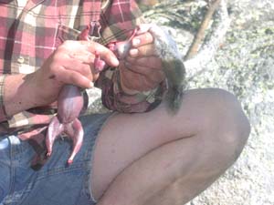 Skinning a squirrel.